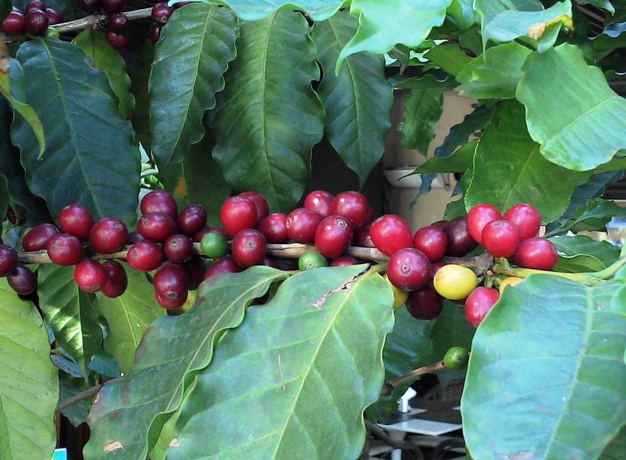Kaffeekirschen, Kaffeepflanze